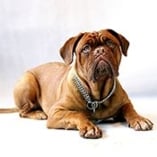 Chien dogue de Bordeaux